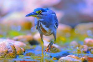 红衣主球迷，英超联赛最温暖的忠实粉丝群体红先生英超联赛