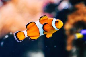 英超联赛返还率，影响联赛可持续发展的关键因素英超联赛返还率